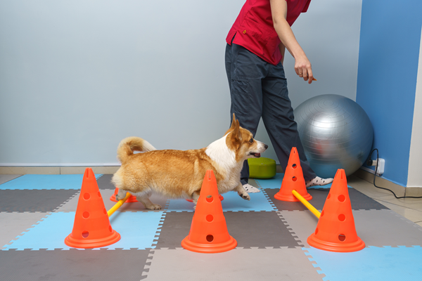 image for From Stiff to Swift: Using Therapeutic Exercise to Help Dogs with Arthritis