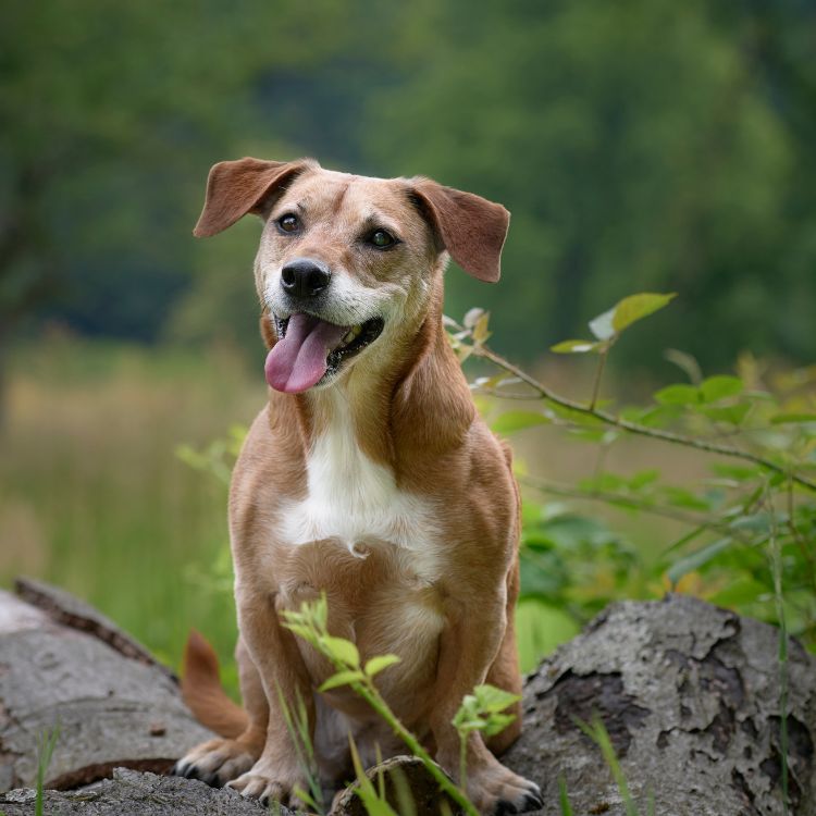 Small dog sitting on a log