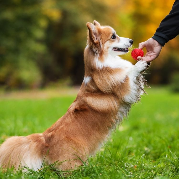 A fluffy corgi stands on its hind legs in a grassy field
