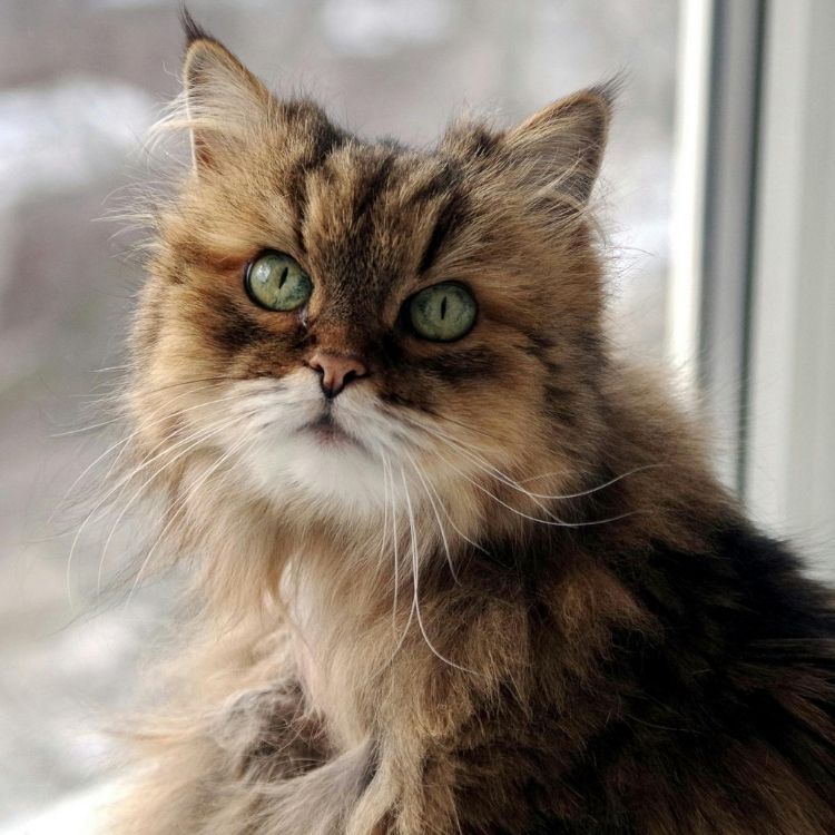 A fluffy brown cat with green eyes sits near a window