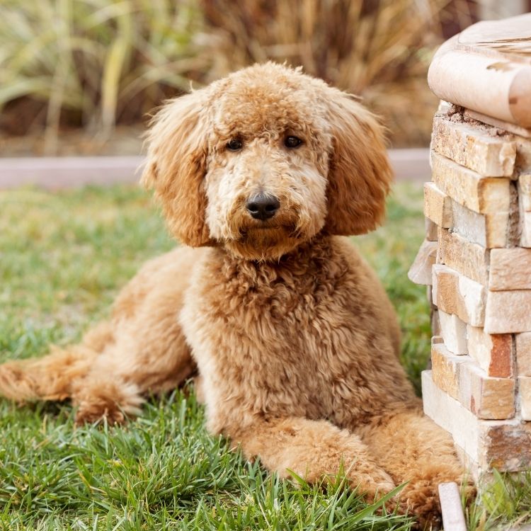 A fluffy golden doodle dog lies on a patch of green grass next to a stone pillar.