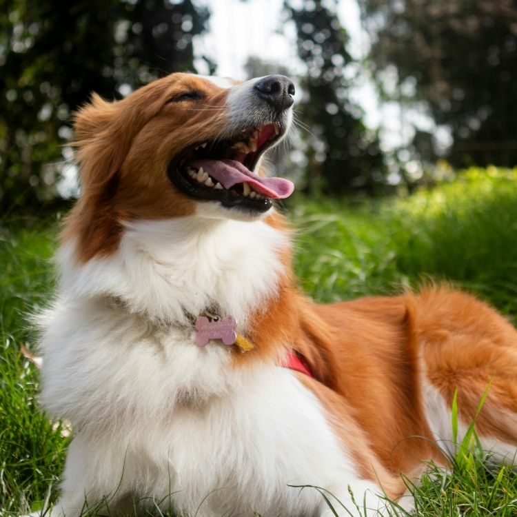 A medium sized dog with brown and white fur lies in green grass, with its mouth open and eyes closed in apparent contentment.