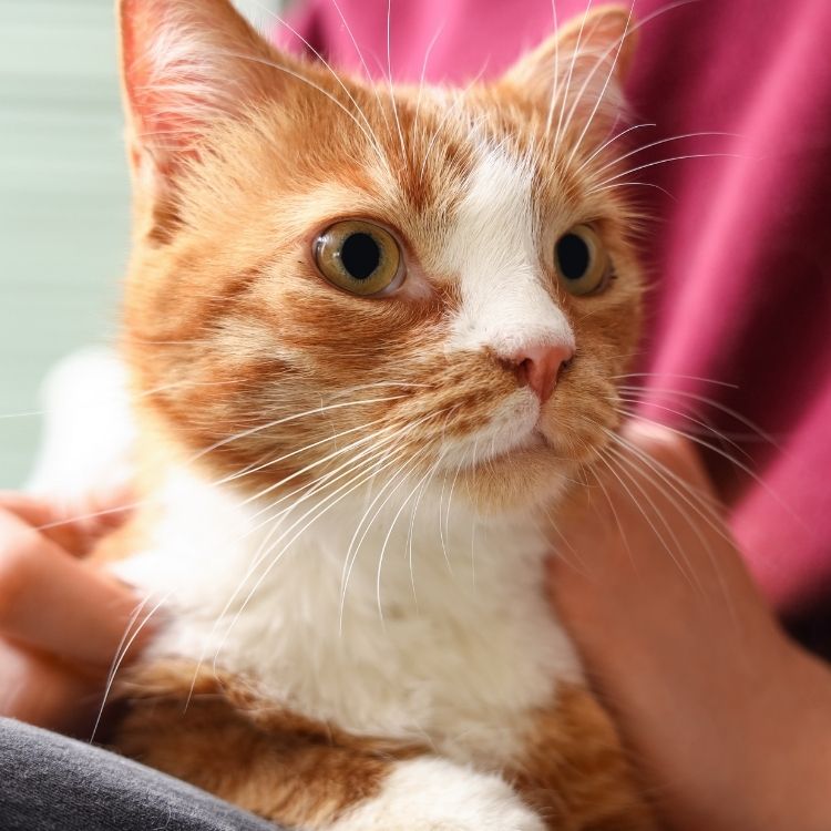 A close up shot of an orange and white cat being held by a person wearing a maroon sweatshirt.