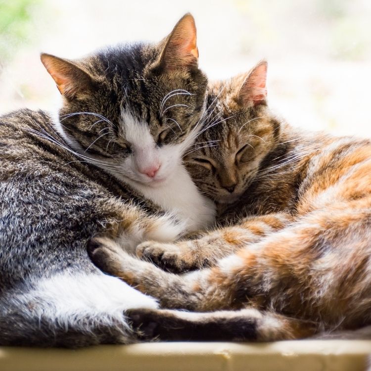 Two cats snuggle together peacefully, eyes closed, on a sunny windowsill