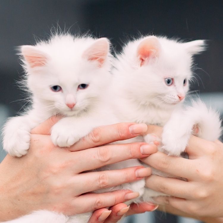 Two fluffy white kittens are held by two sets of hands